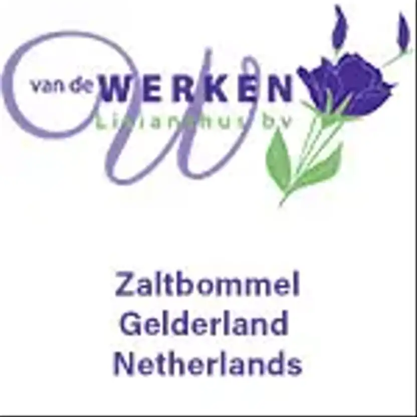 van de Werken Lisianthus B.V.